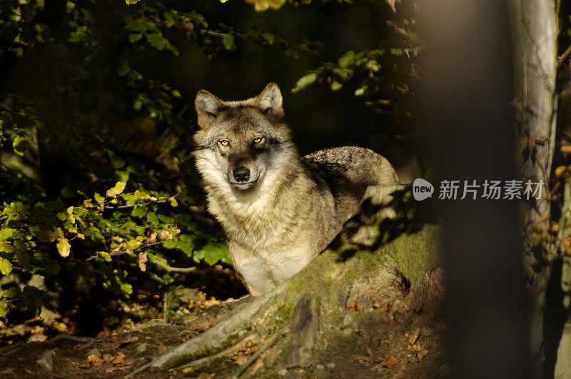 属狼种(Canis lupus)